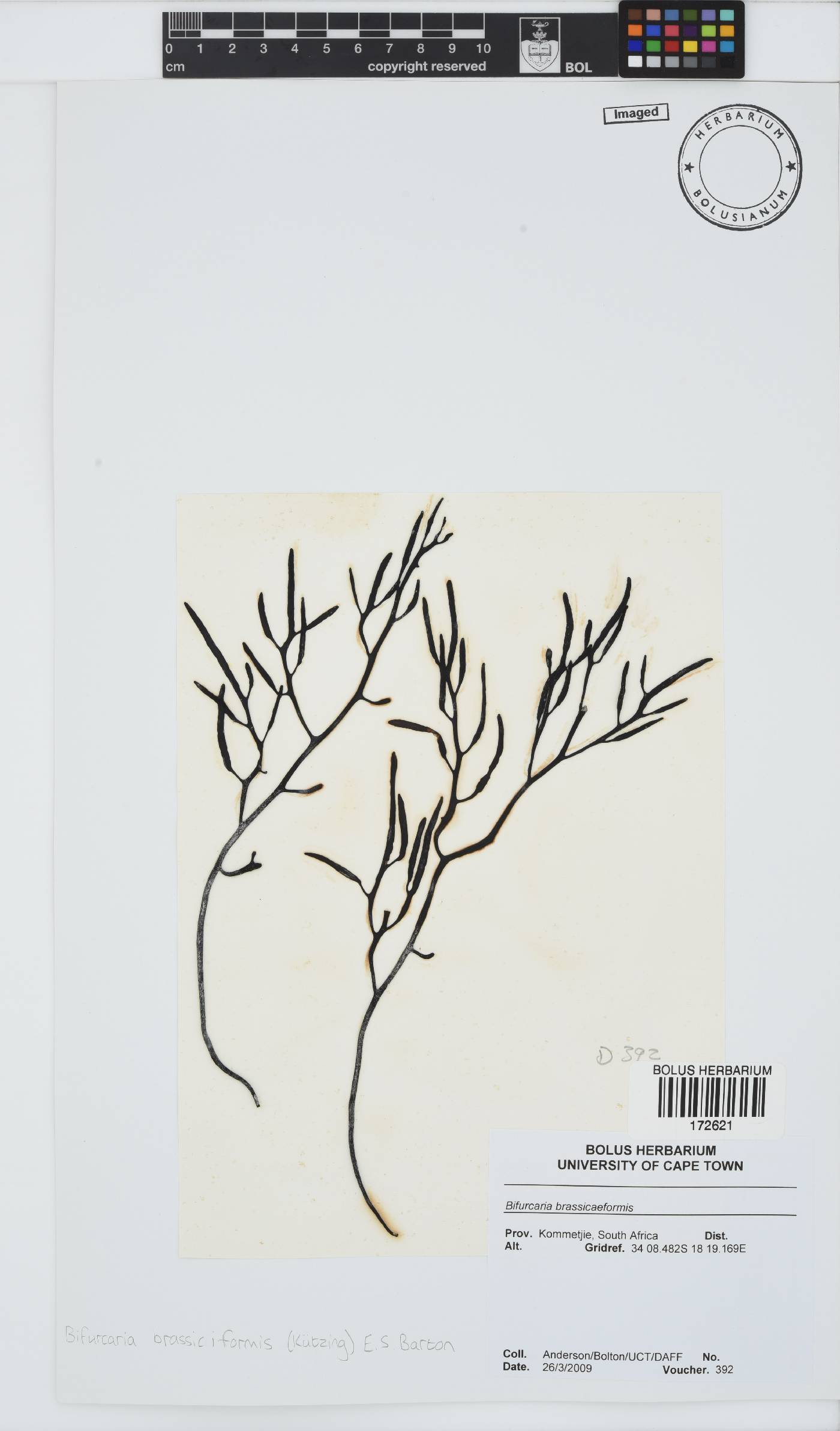 Brassicophycus sisymbrioides image