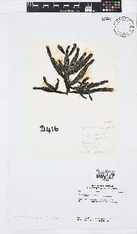 Splachnidium rugosum image