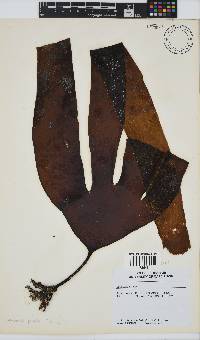 Laminaria pallida image