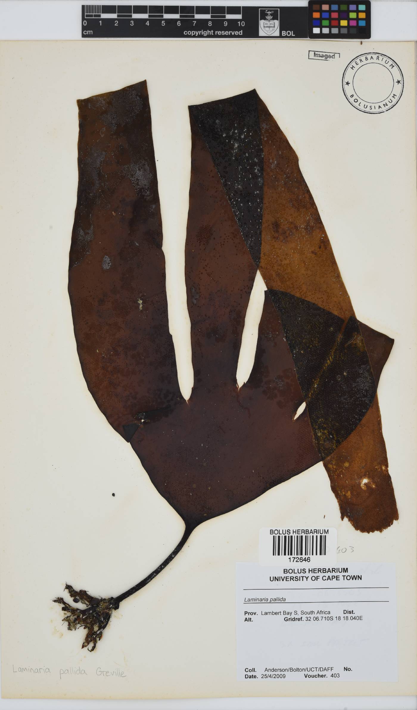 Laminaria pallida image