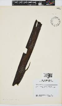 Laminaria pallida image
