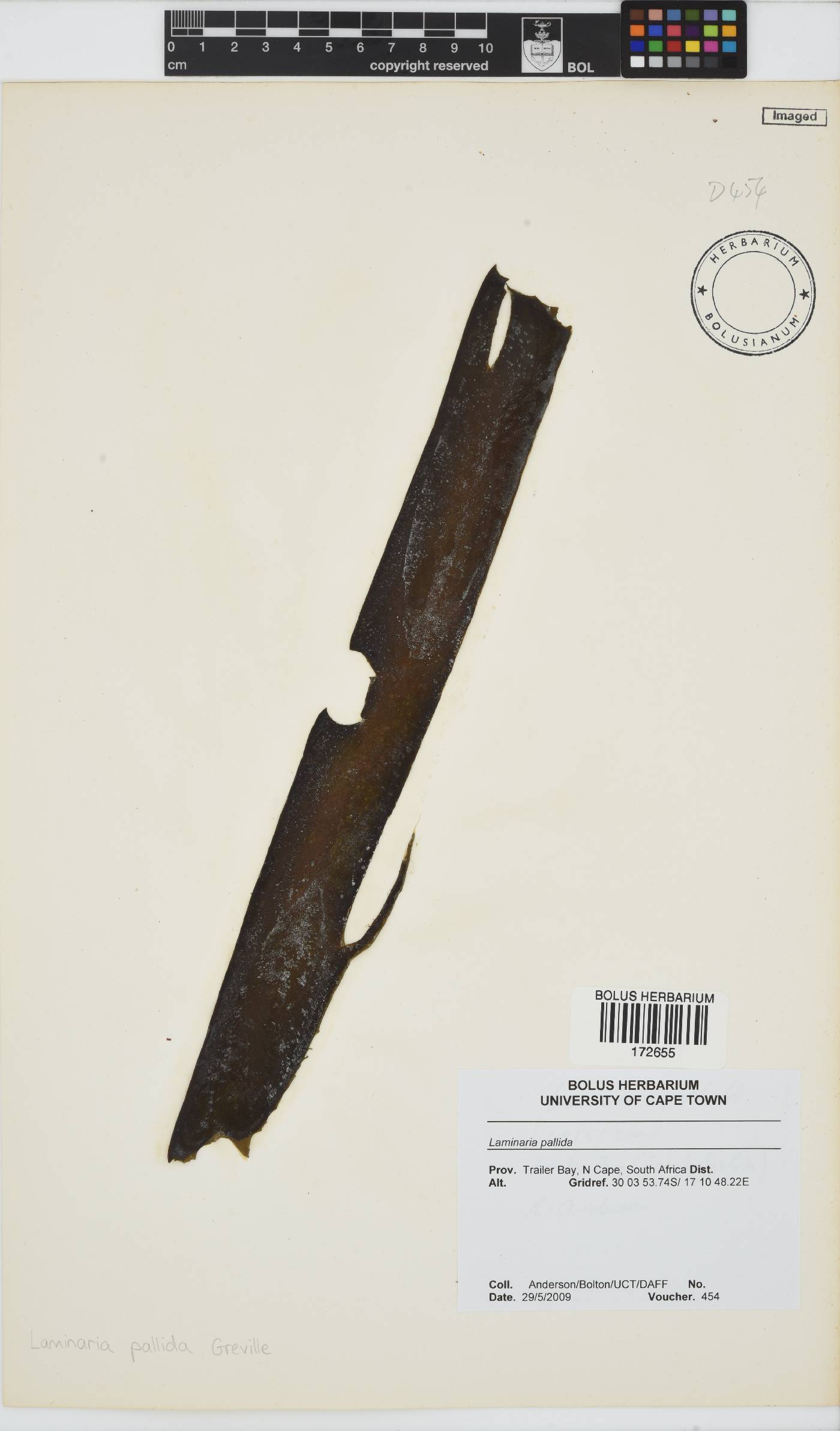 Laminaria pallida image