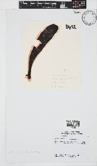 Ecklonia maxima image
