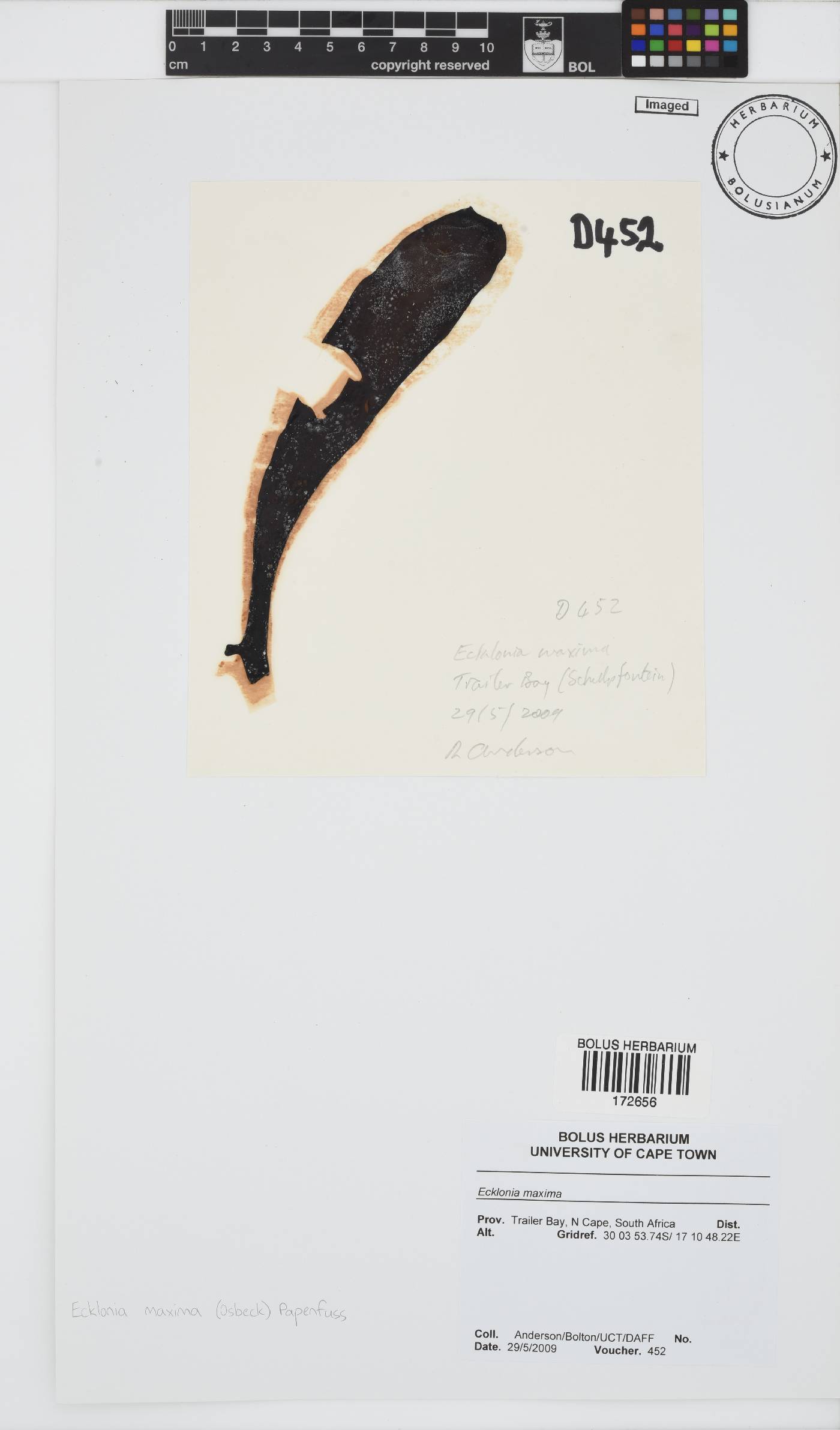 Lessoniaceae image