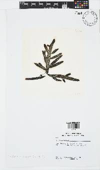 Splachnidium rugosum image