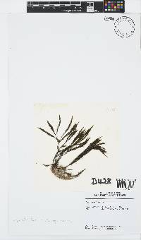 Halopteris funicularis image