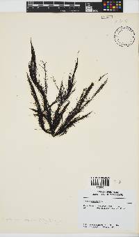 Chordariopsis capensis image