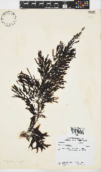 Sargassum elegans image