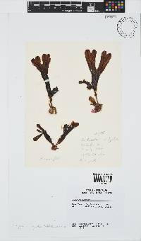 Dictyopteris ligulata image