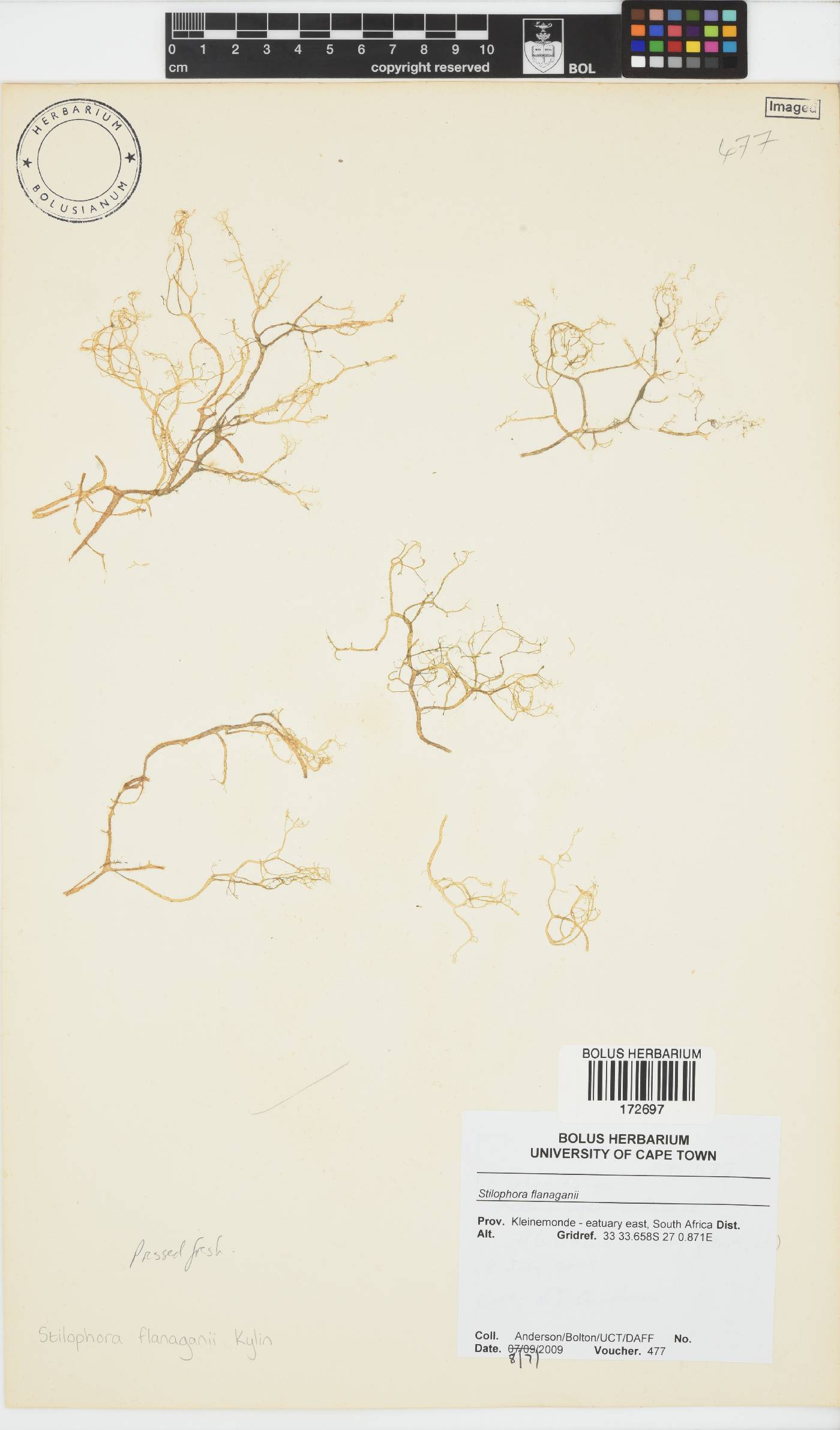 Stilophora flanaganii image