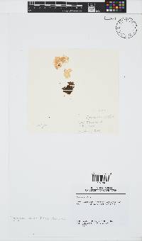 Iyengaria stellata image