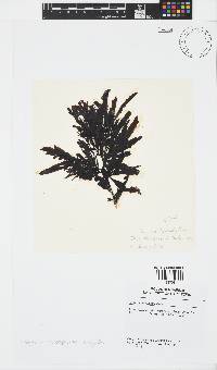 Sargassum incisifolium image