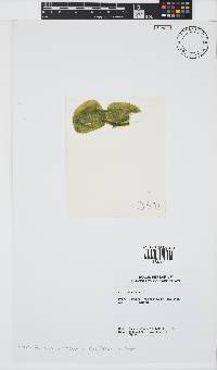 Colpomenia sinuosa image