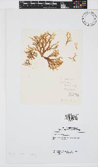 Canistrocarpus cervicornis image