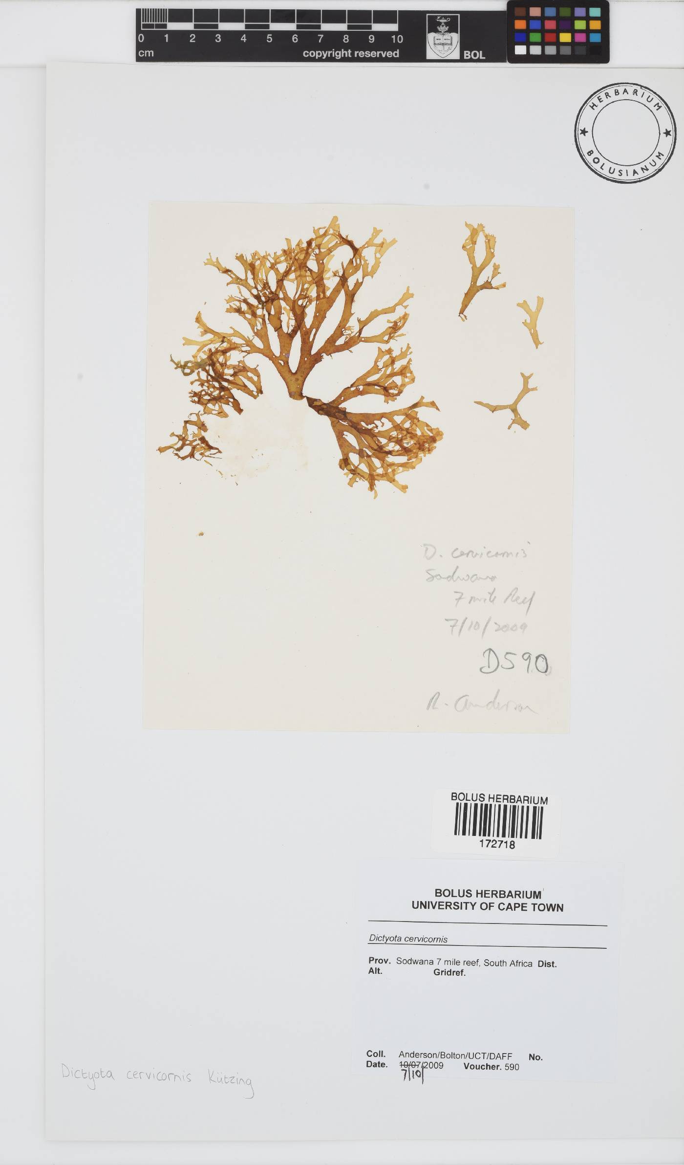 Canistrocarpus cervicornis image