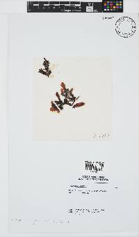 Dictyopteris ligulata image