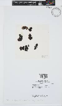 Lobophora variegata image