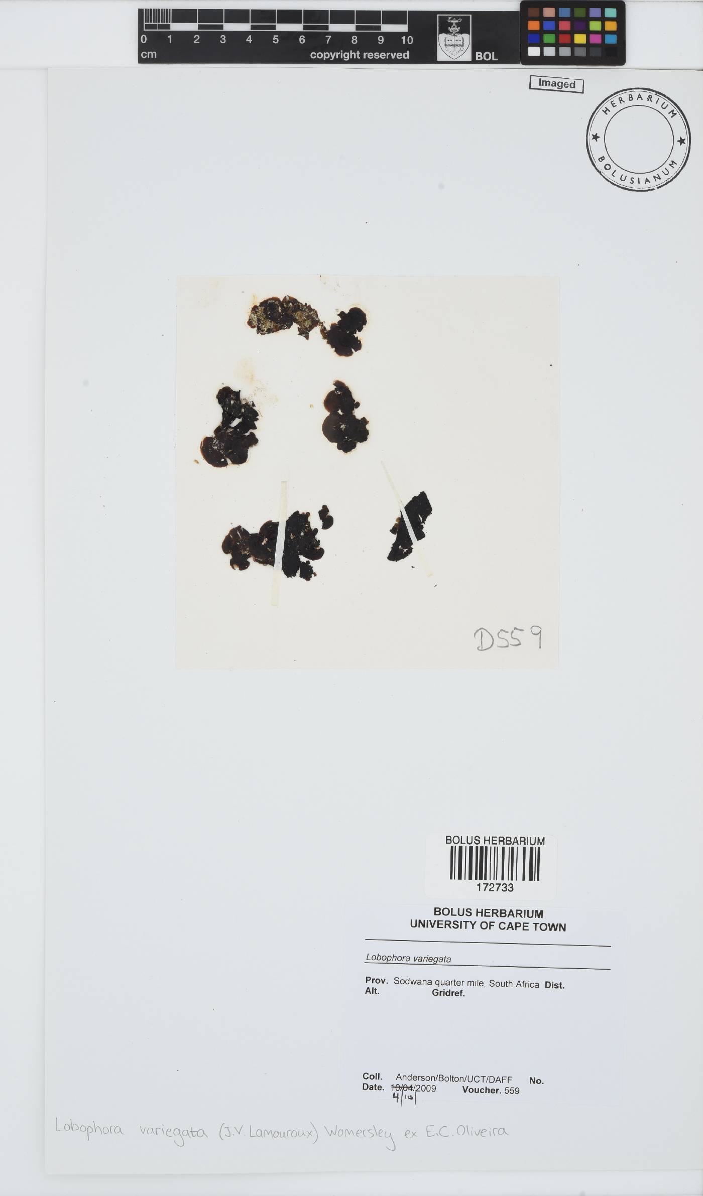 Lobophora variegata image