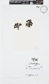 Turbinaria ornata image