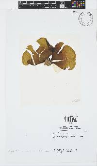 Stypopodium multipartitum image