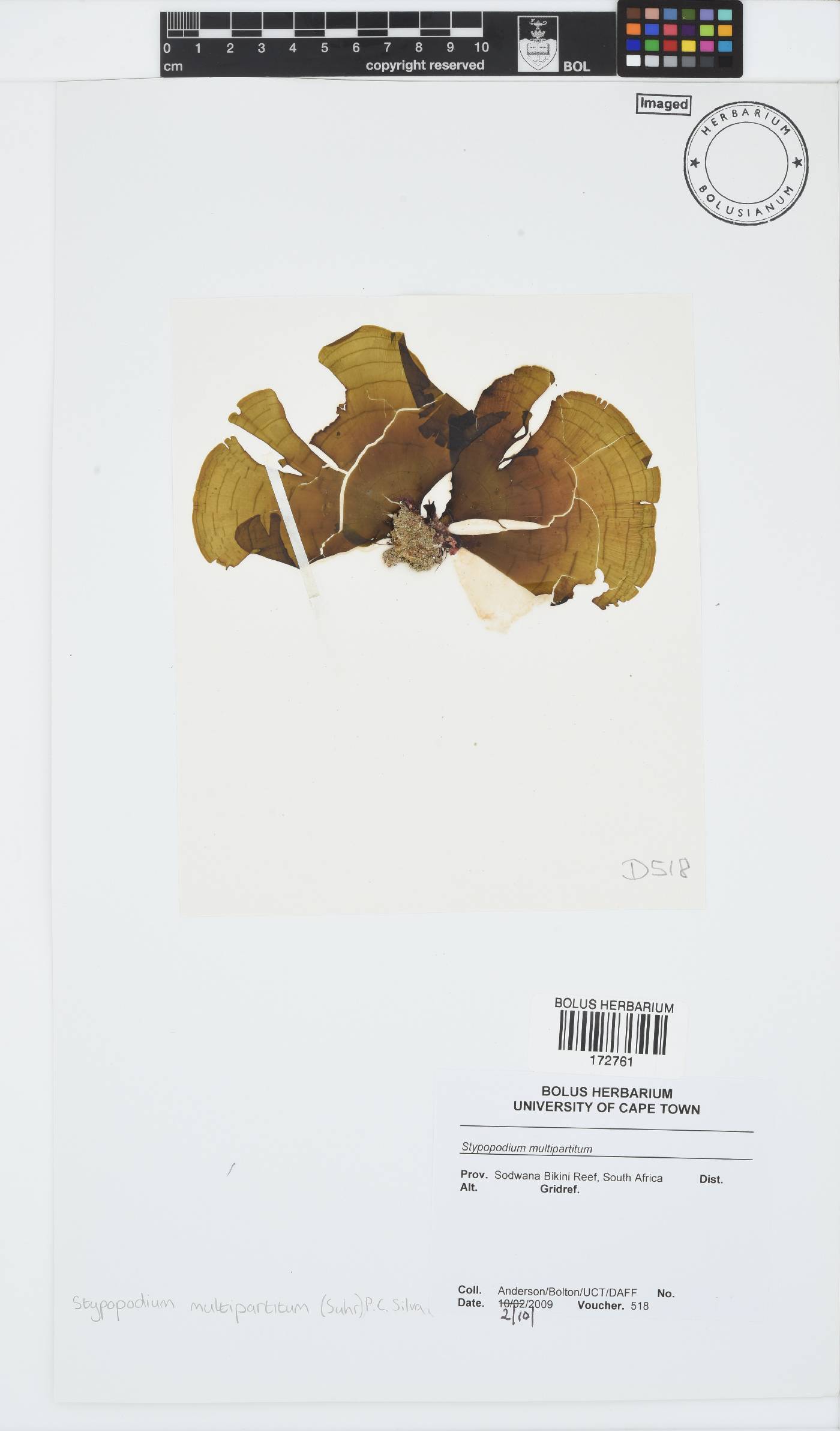 Stypopodium multipartitum image