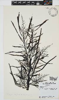 Anthophycus longifolius image