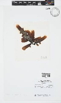 Splachnidium rugosum image