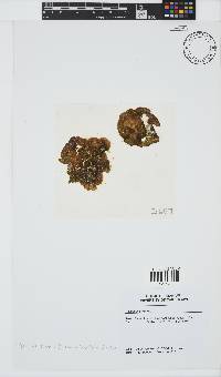 Colpomenia sinuosa image