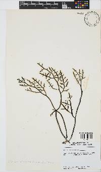 Brassicophycus sisymbrioides image