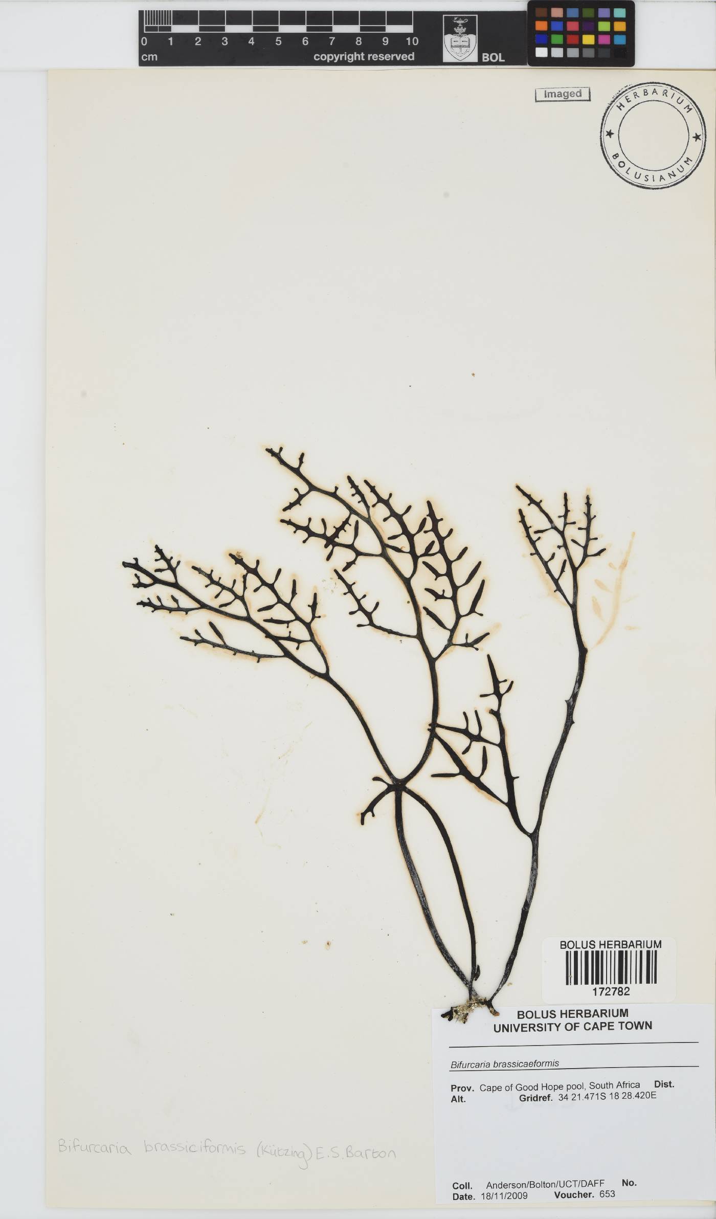 Brassicophycus sisymbrioides image