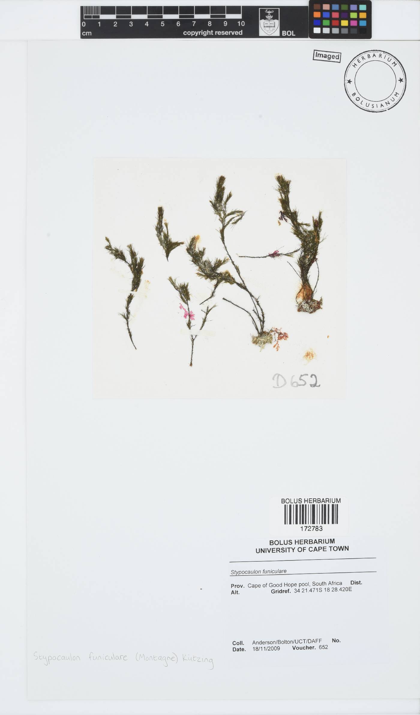 Halopteris funicularis image