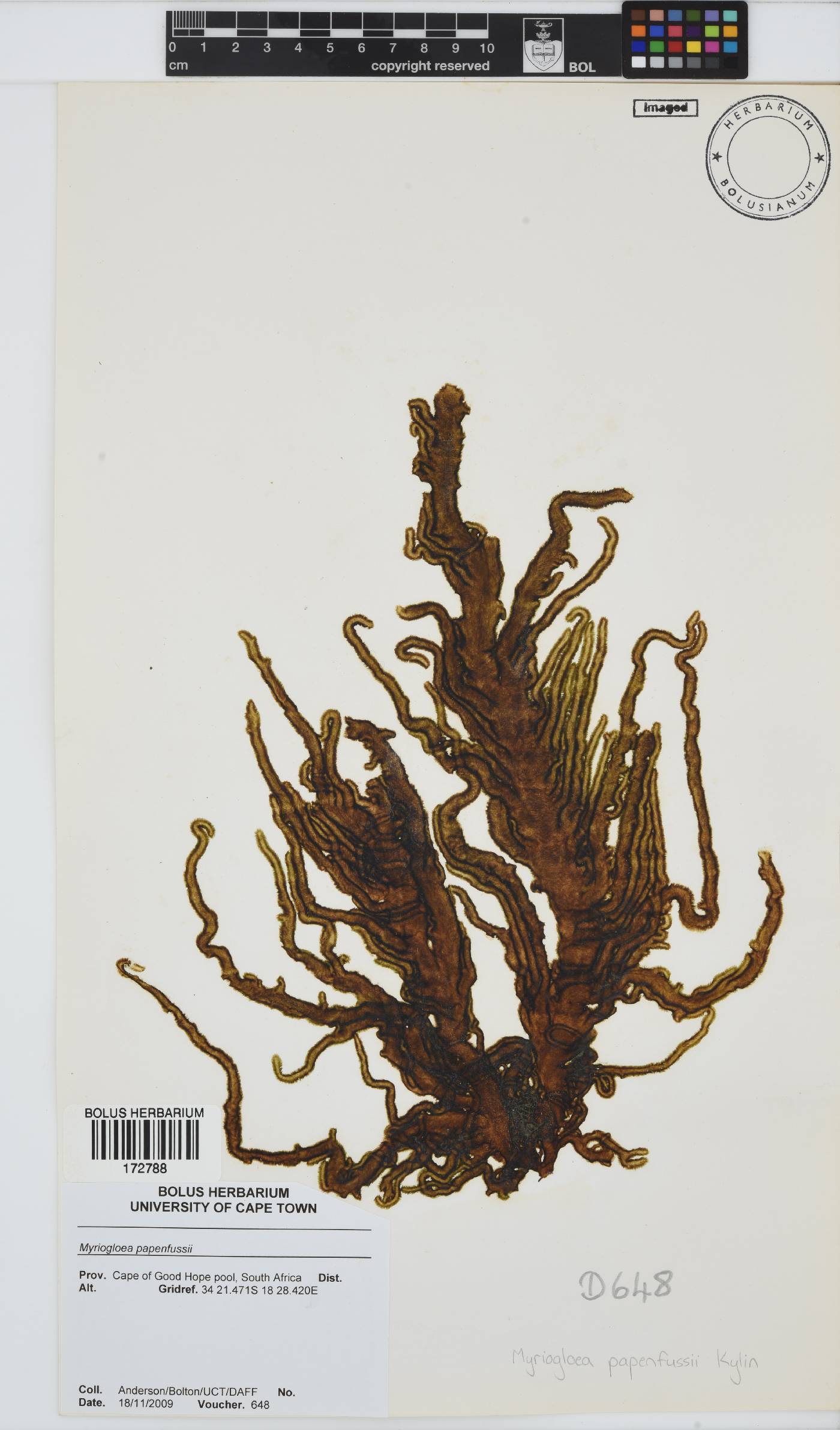 Myriogloea papenfussii image