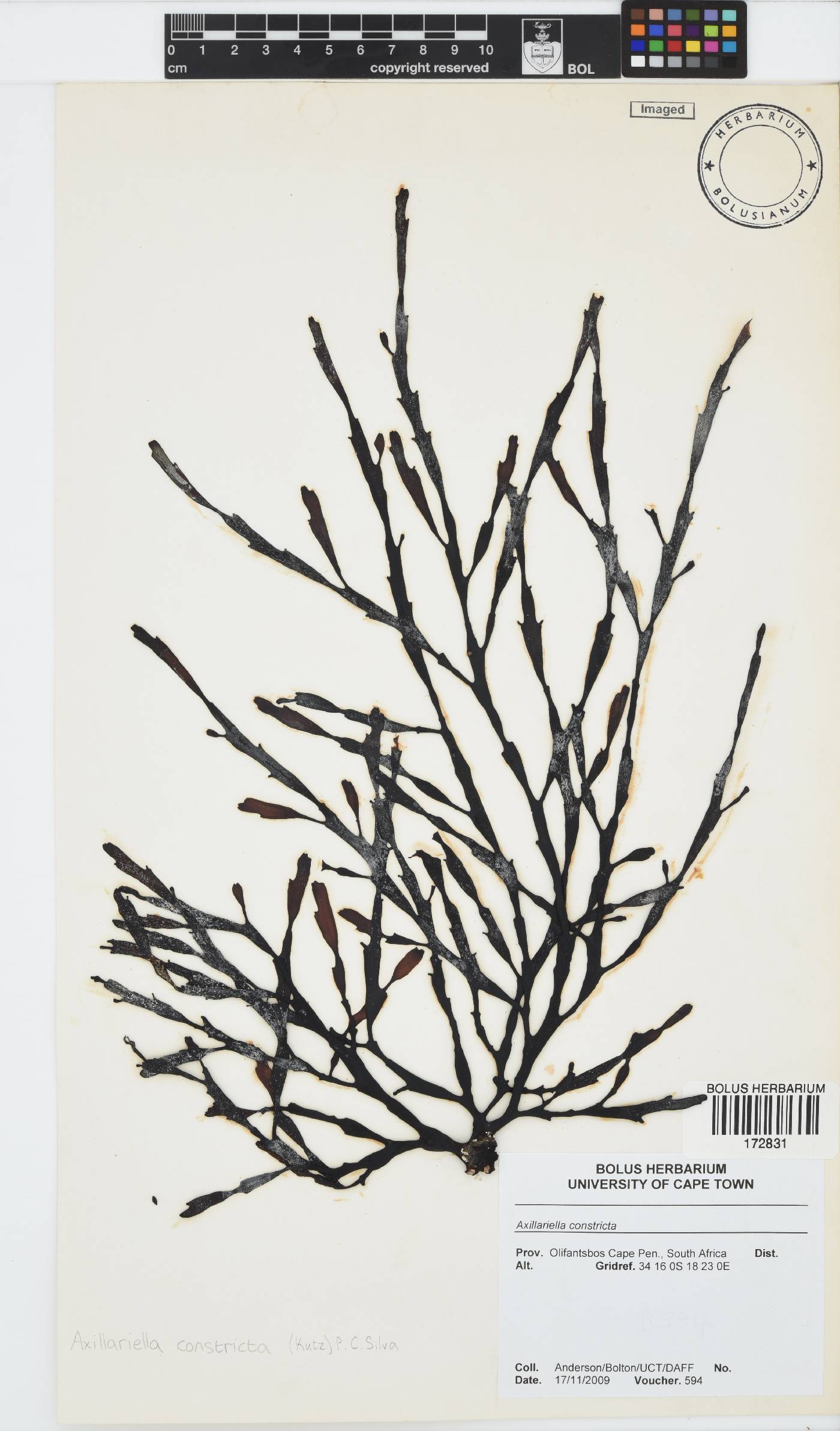 Axillariella constricta image