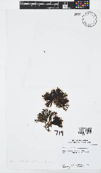 Zonaria subarticulata image