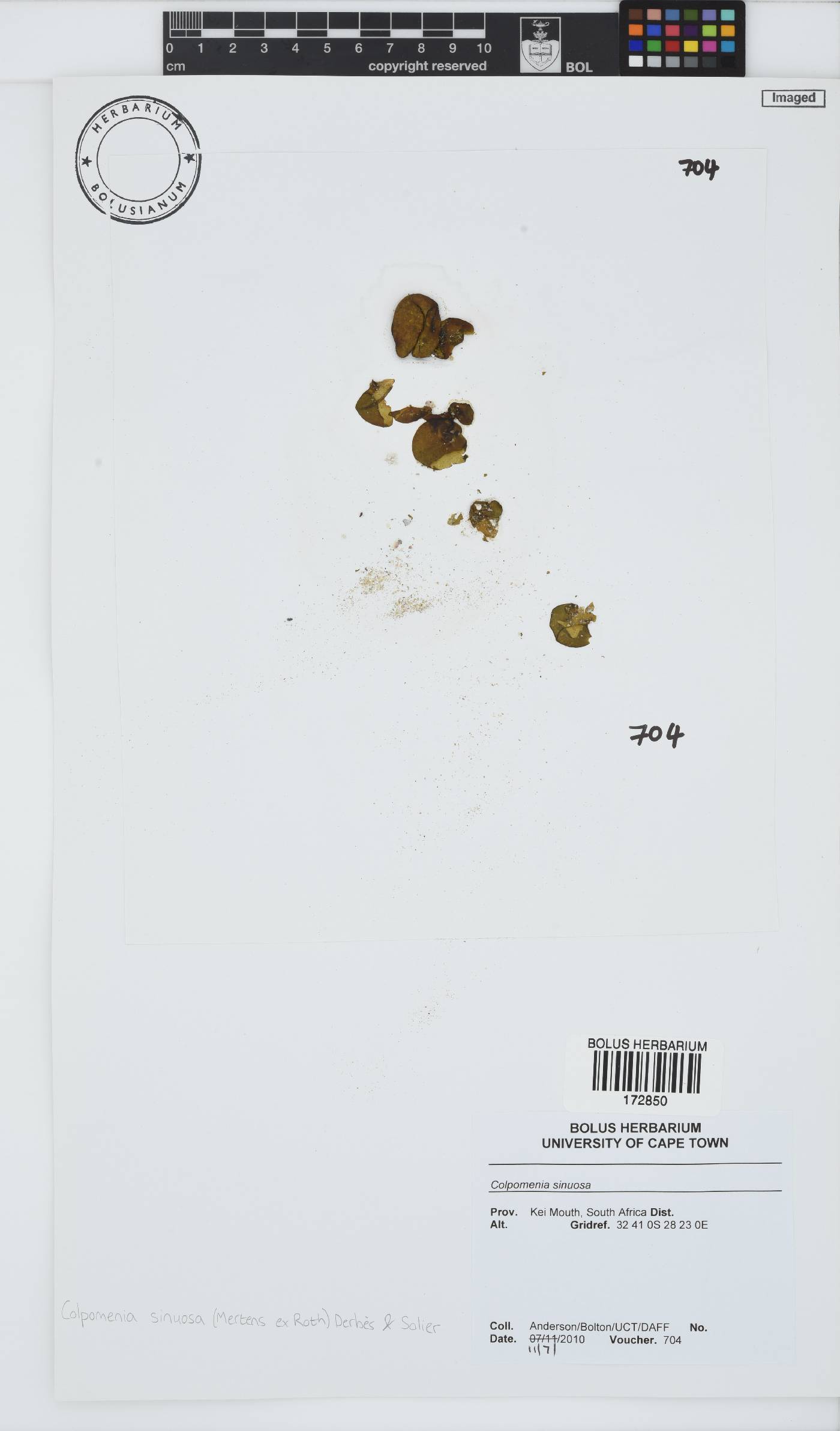 Colpomenia sinuosa image
