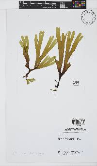 Dictyota naevosa image