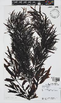Sargassum elegans image