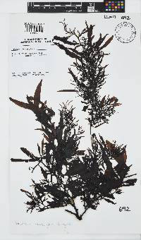 Sargassum incisifolium image