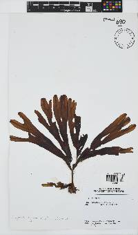 Dictyopteris ligulata image