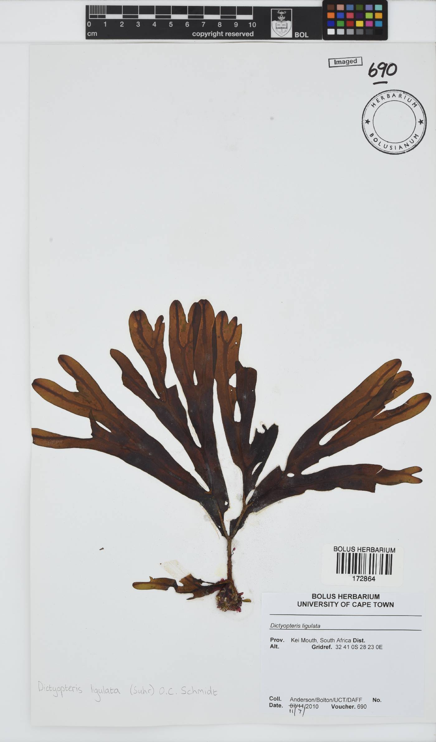 Dictyopteris ligulata image