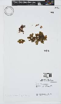 Iyengaria stellata image