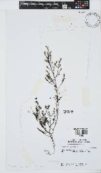 Image of Phloiocaulon squamulosum