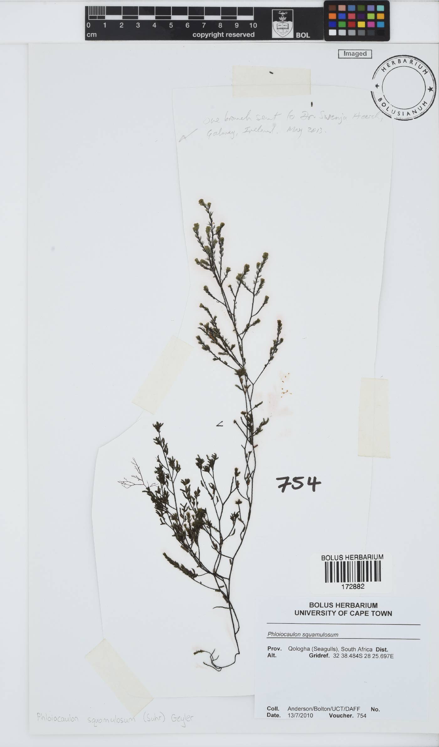 Phloiocaulon squamulosum image