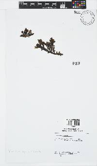 Splachnidium rugosum image