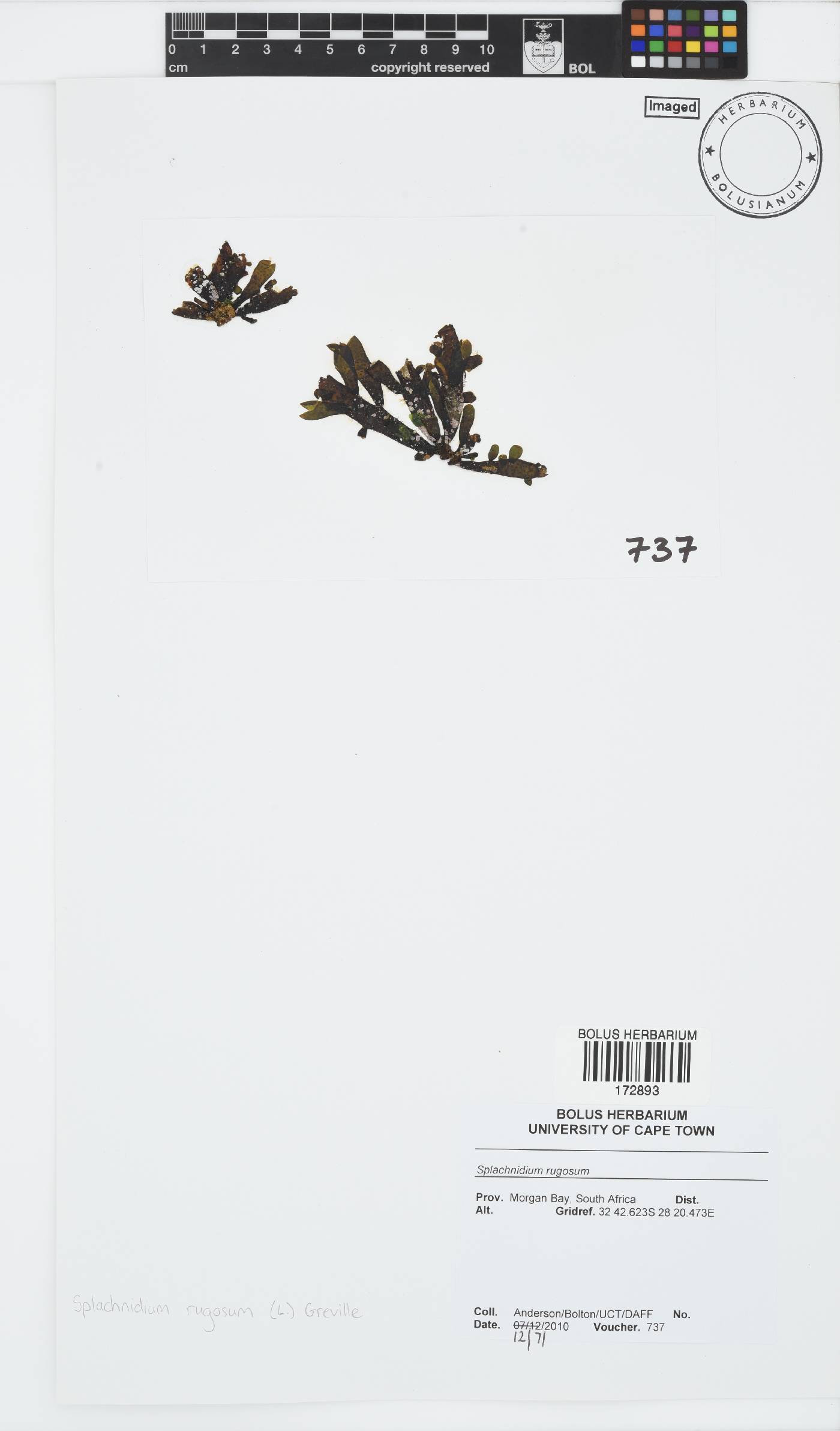 Splachnidium rugosum image