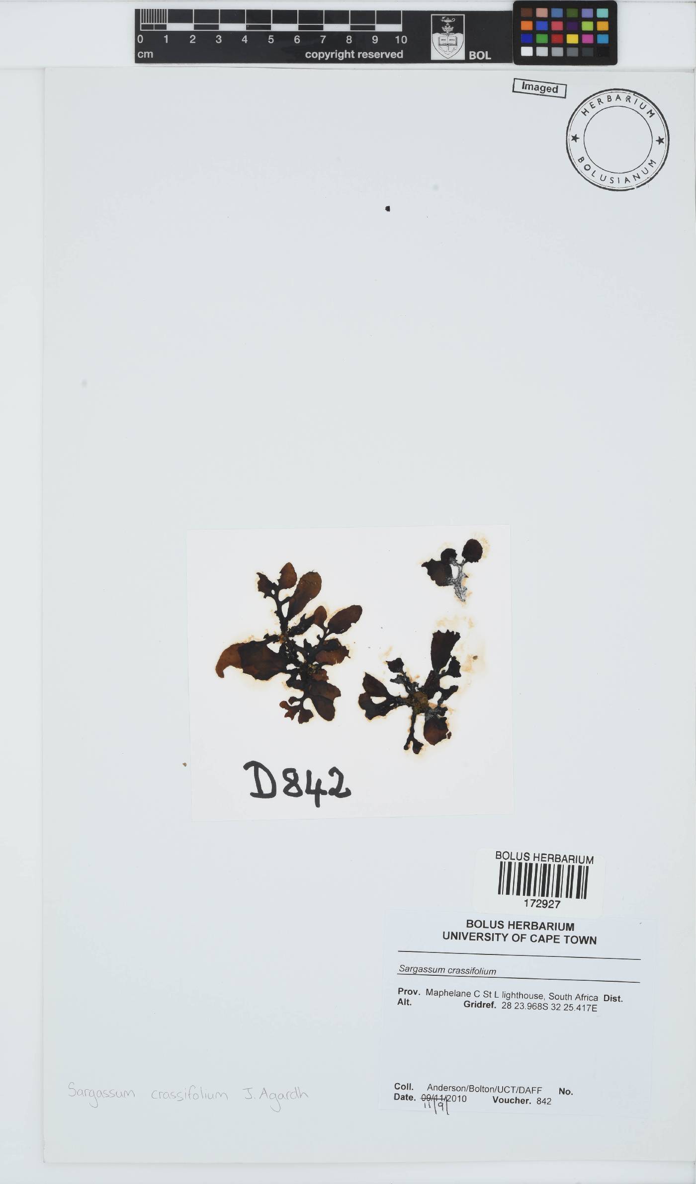 Sargassum aquifolium image