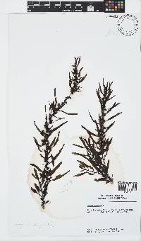Sargassum elegans image