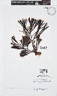 Zonaria subarticulata image