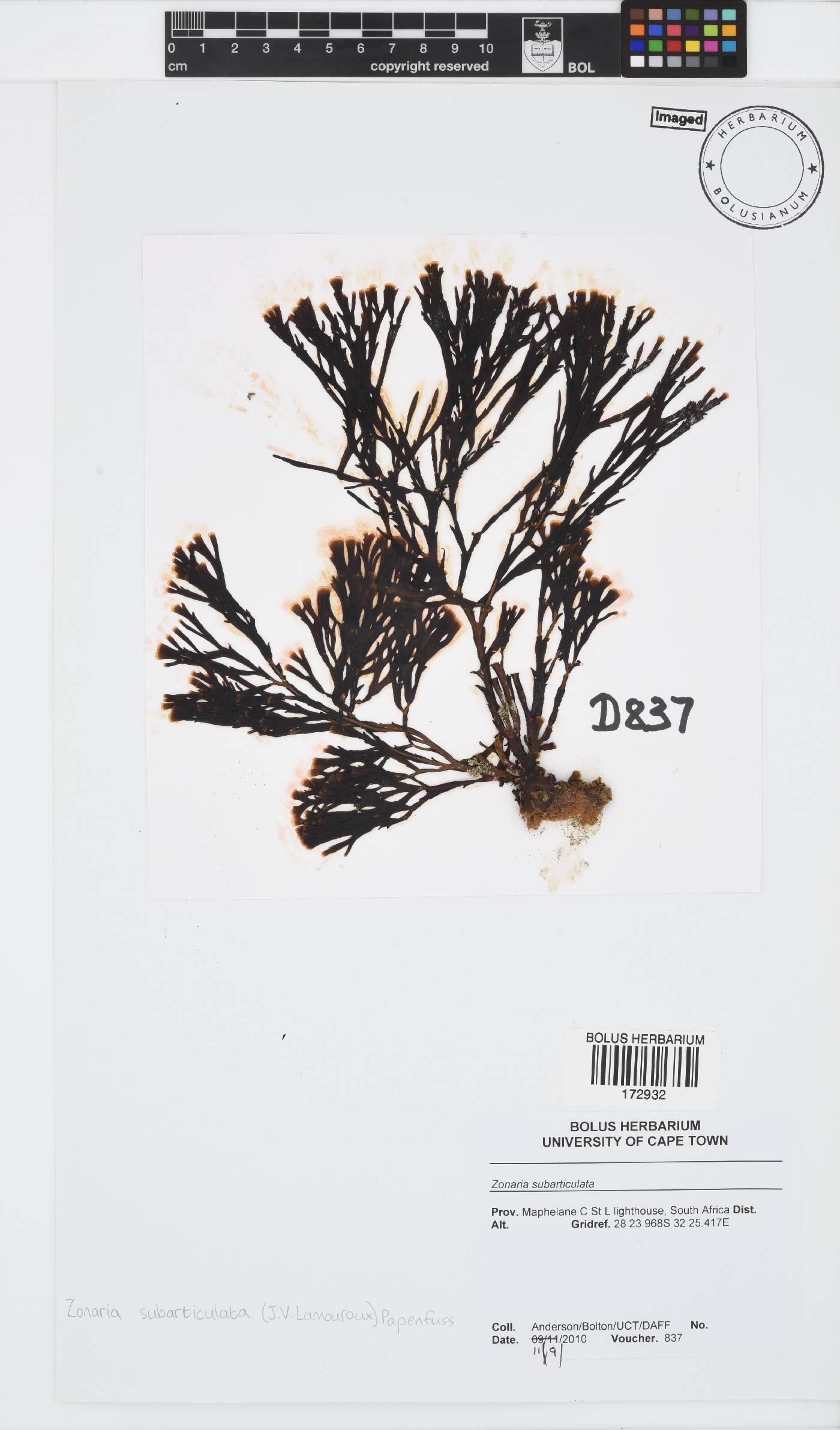 Zonaria subarticulata image