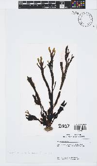 Stypopodium zonale image
